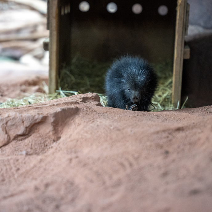 Prickly new arrival delights Burgers’ Zoo