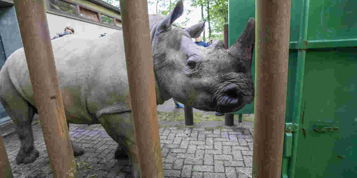 Rhinoceros moves to Kaunas