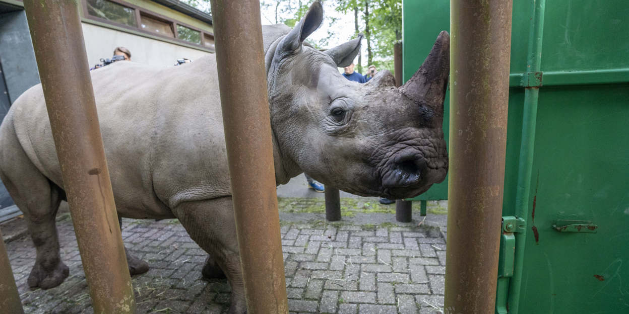 Rhinoceros moves to Kaunas