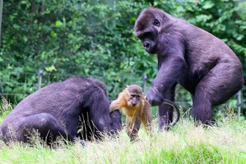 Gorillas VS mangabeys