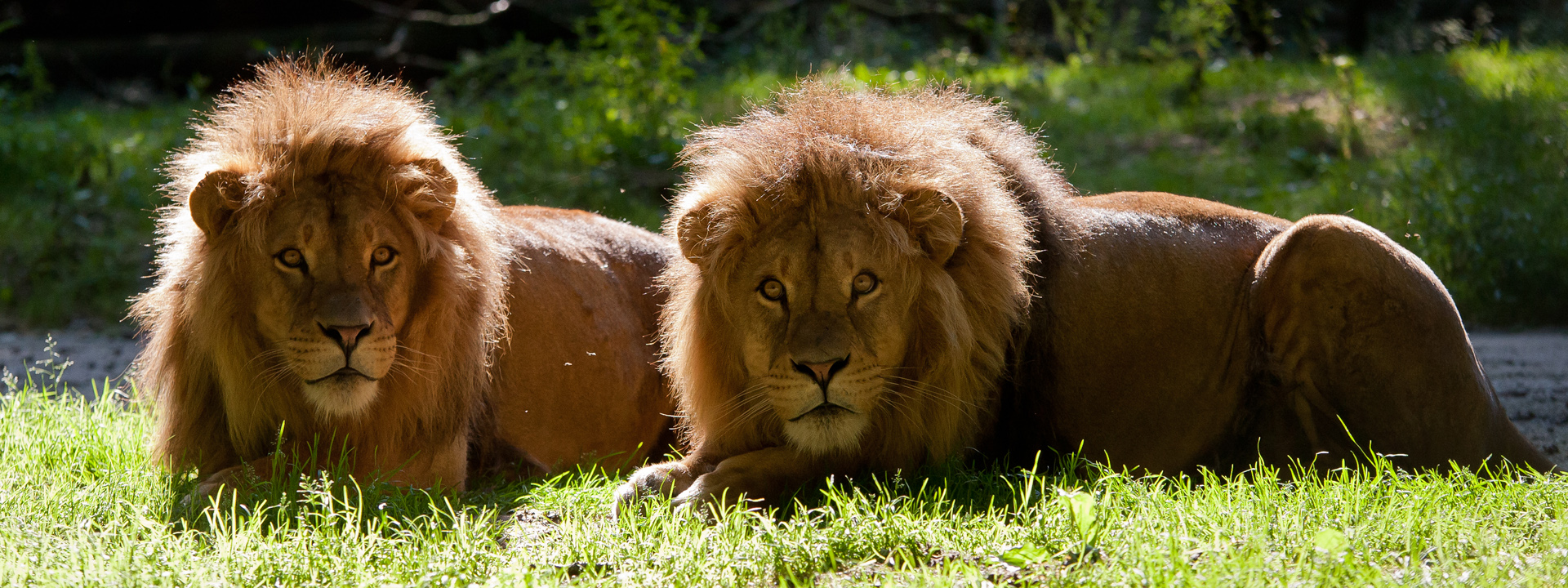 Follow us | Royal Burgers' Zoo