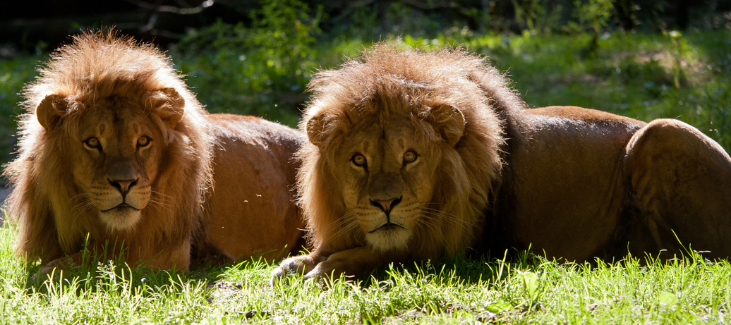 Follow us | Royal Burgers' Zoo