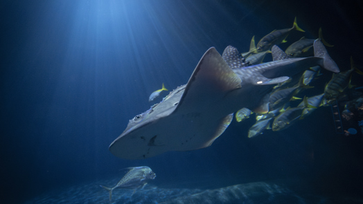 Rare bowmouth guitarfish marks first for Burgers' Ocean