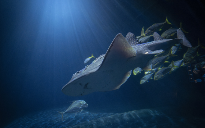 Rare bowmouth guitarfish marks first for Burgers' Ocean