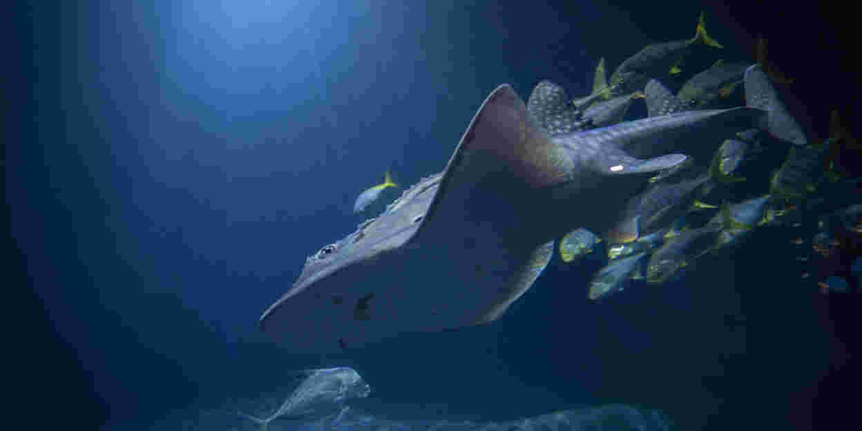 Rare bowmouth guitarfish marks first for Burgers' Ocean