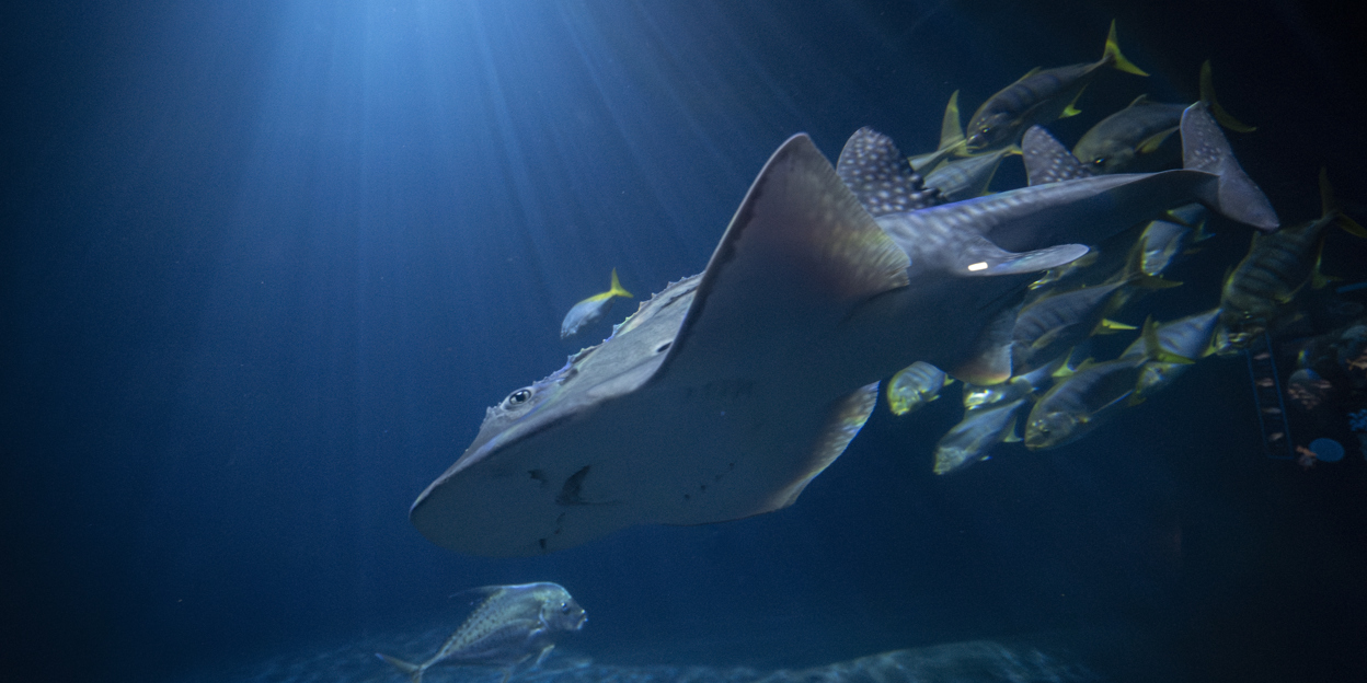 Rare bowmouth guitarfish marks first for Burgers' Ocean