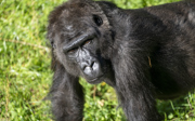 Three Dutch zoos swap gorillas