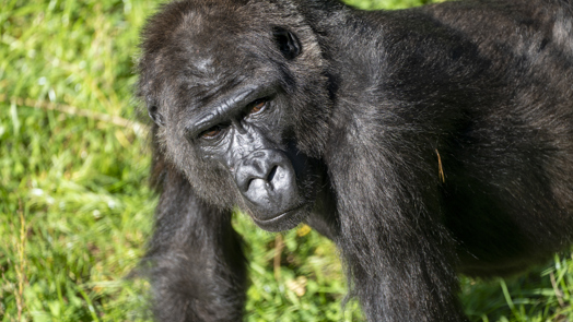 Three Dutch zoos swap gorillas