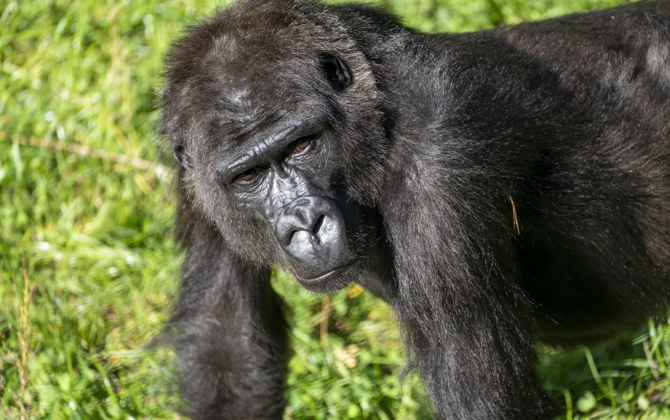 Three Dutch zoos swap gorillas