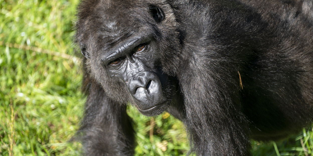 Three Dutch zoos swap gorillas