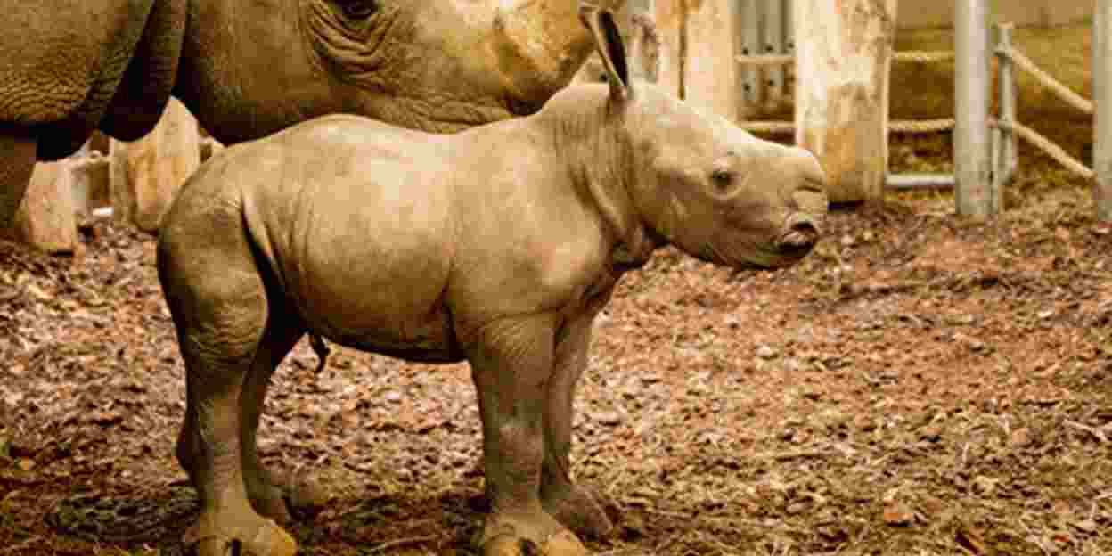 Rhino born live on webcam!