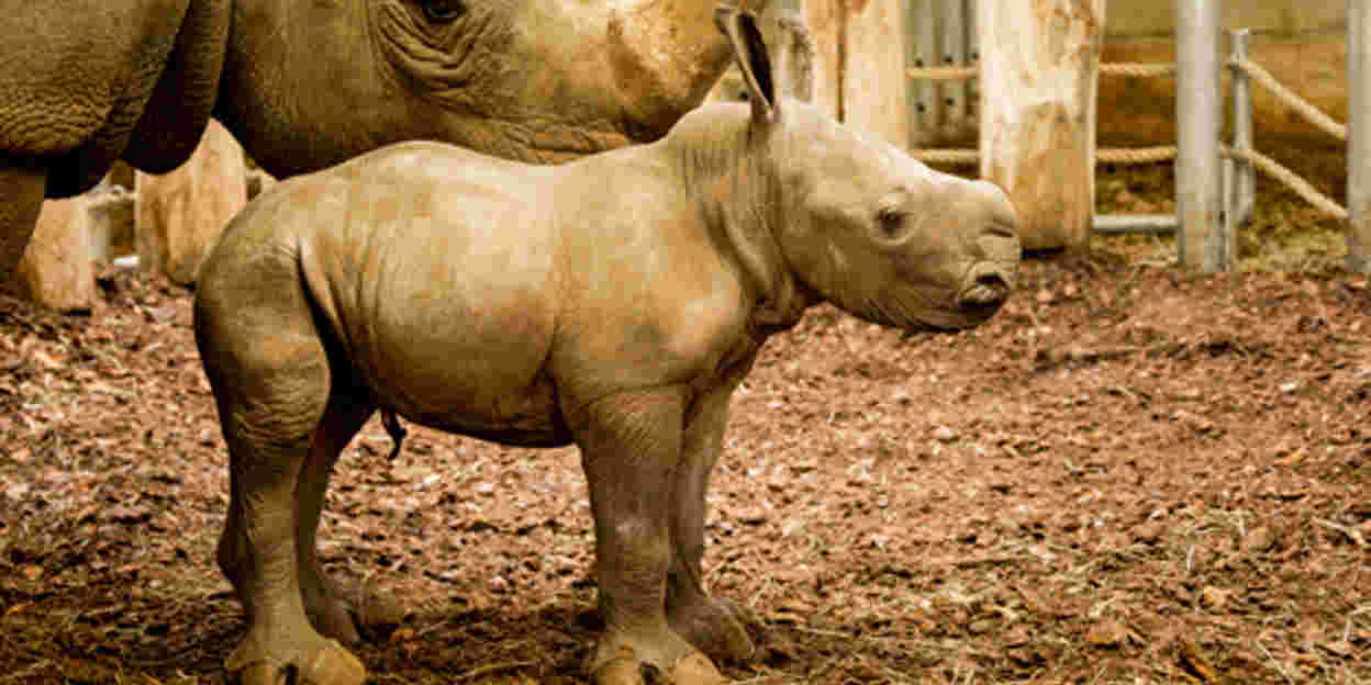 Rhino born live on webcam!