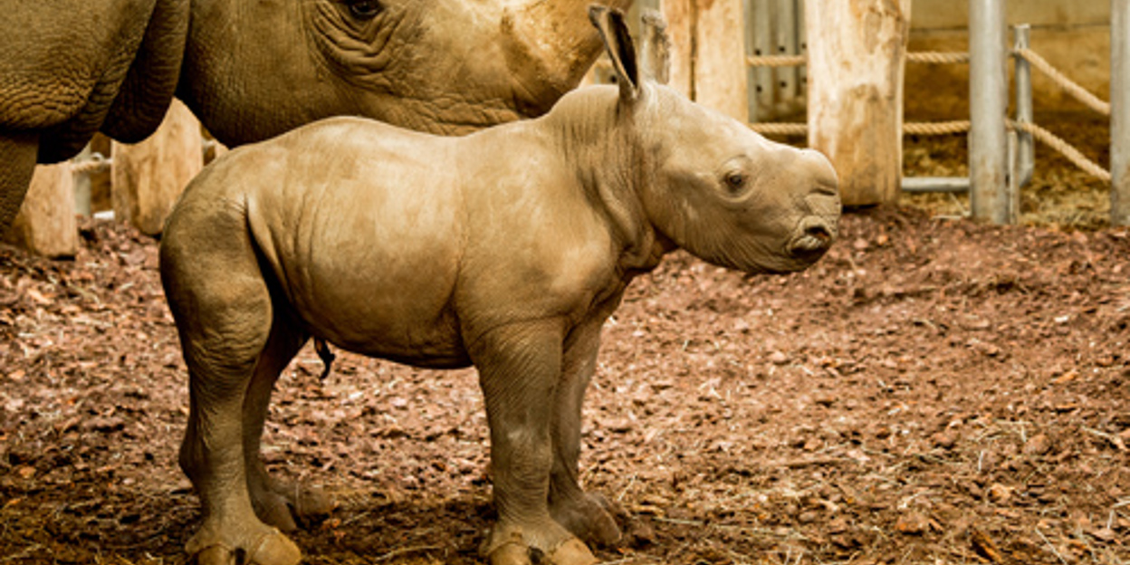 Rhino born live on webcam!