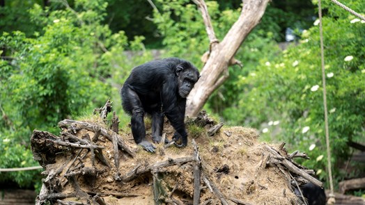Are the chimpanzees in danger?