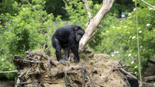 Are the chimpanzees in danger?