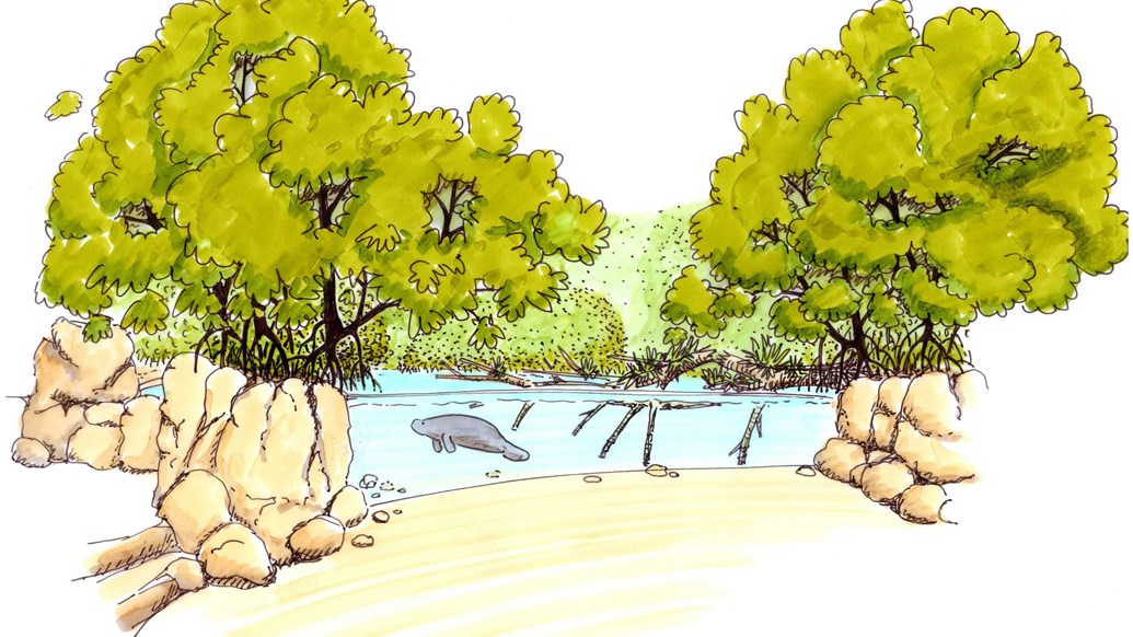 This drawing has been made for the Mangrove