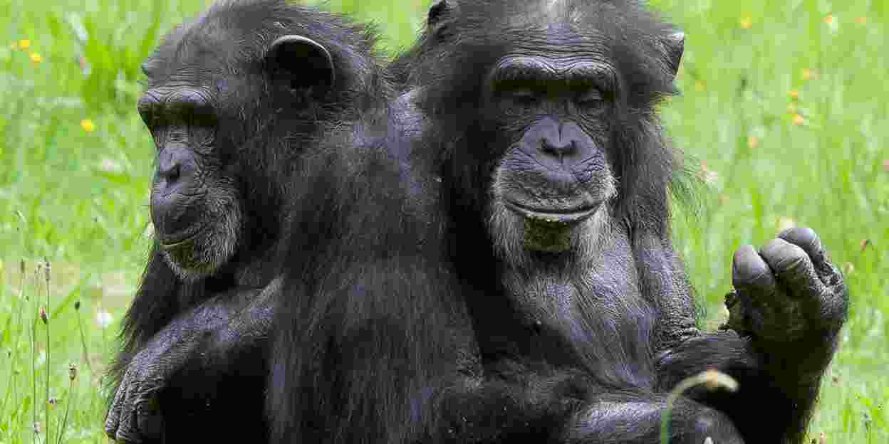 Are the chimpanzees in danger?