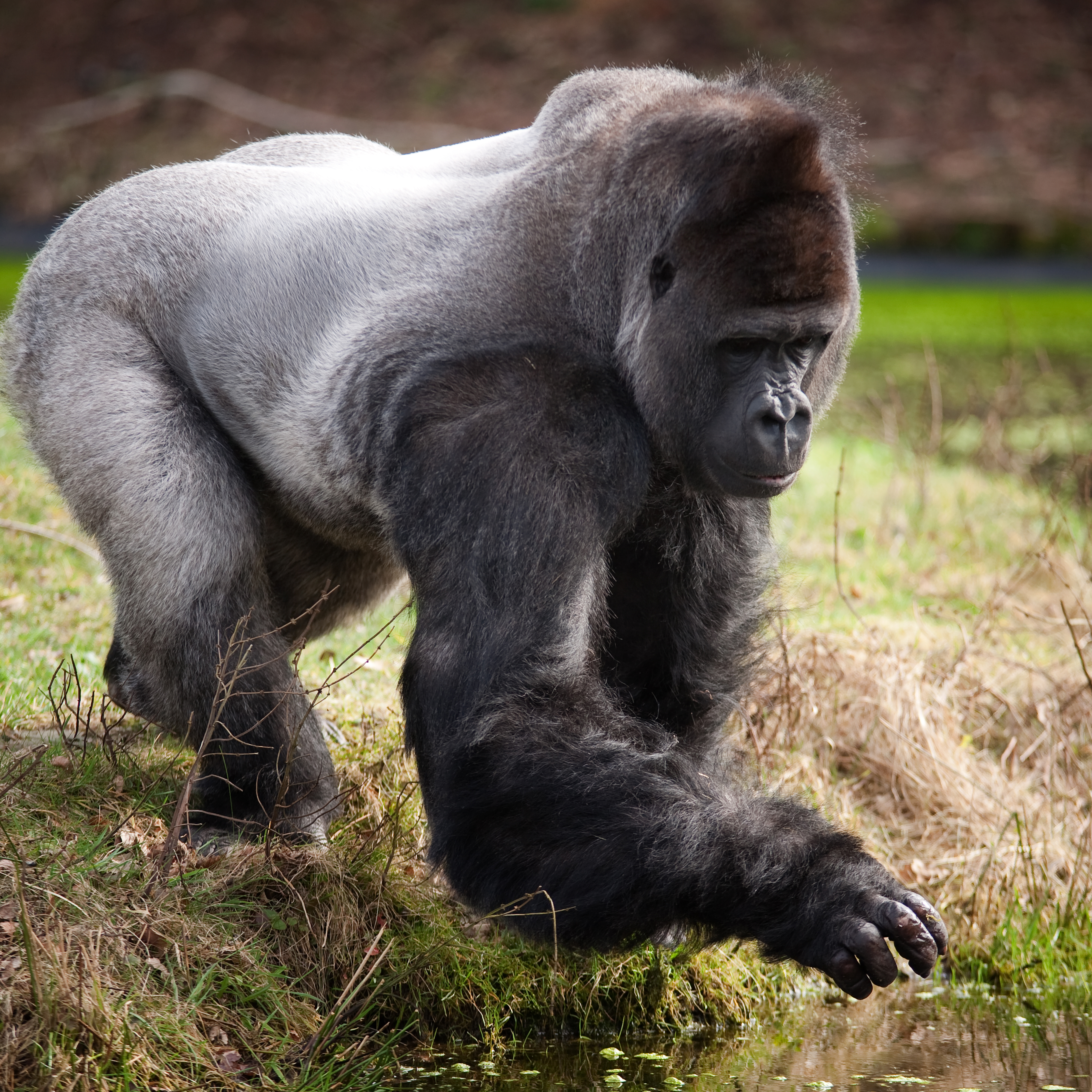 Playful mangabeys tease rolling gorillas Royal Burgers' Zoo