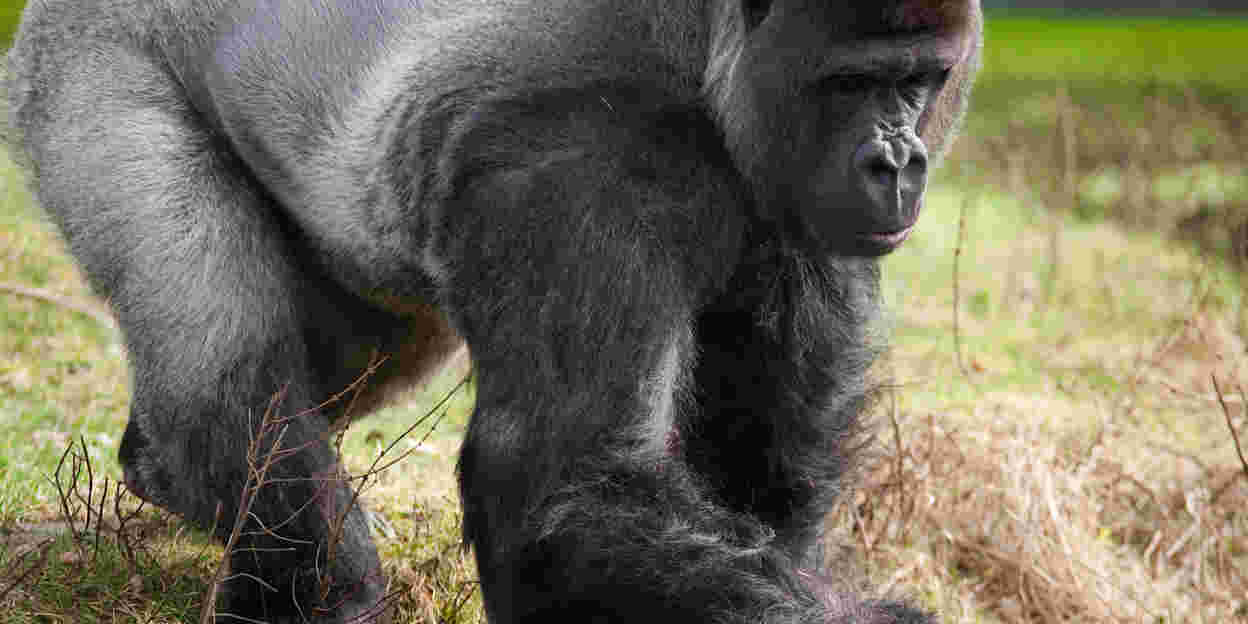 Playful mangabeys tease rolling gorillas