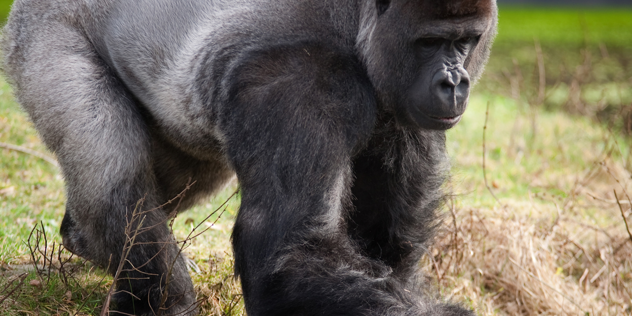 Playful mangabeys tease rolling gorillas