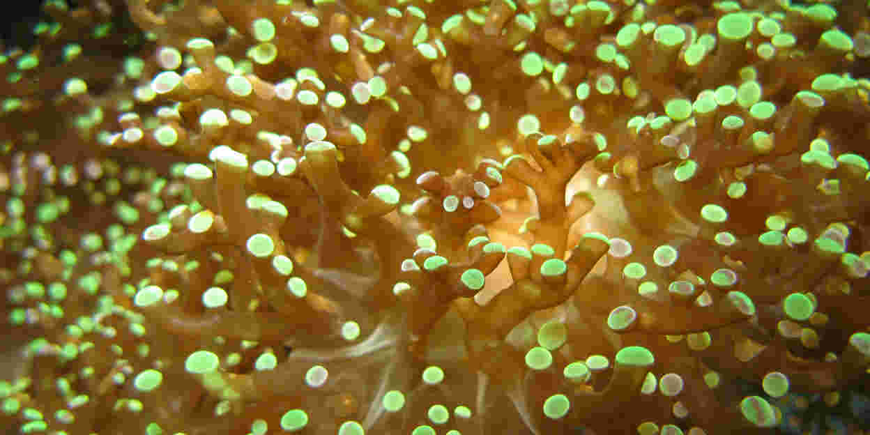 For five days, Burgers' Zoo is the epicentre of the international aquarium world