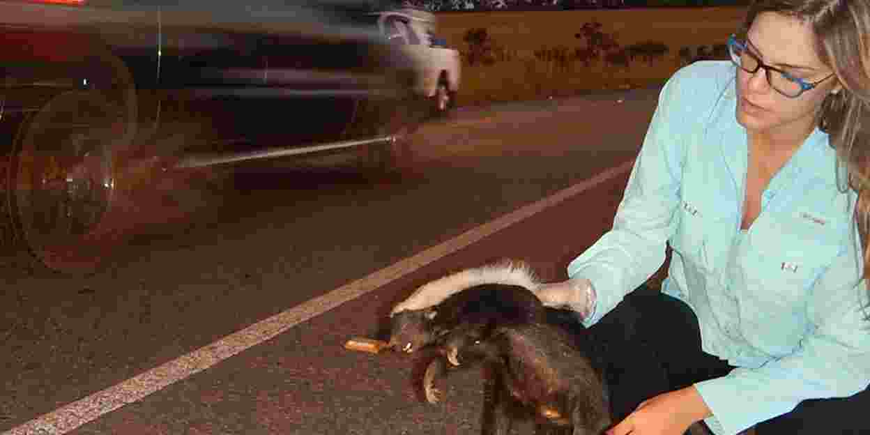 Brazilian saves maned wolf of the highway