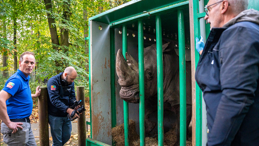 Virile Rhino moves to Belgium