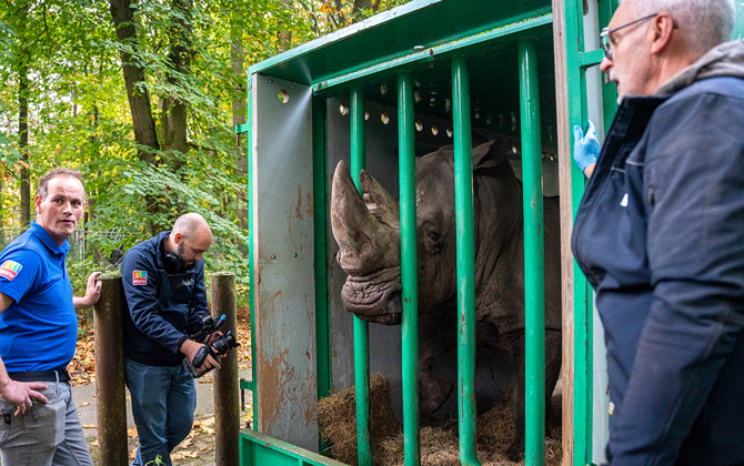 Virile Rhino moves to Belgium