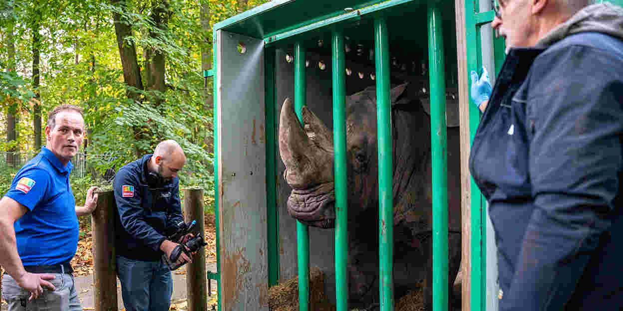 Virile Rhino moves to Belgium