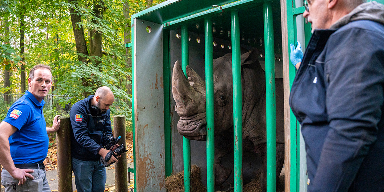 Virile Rhino moves to Belgium