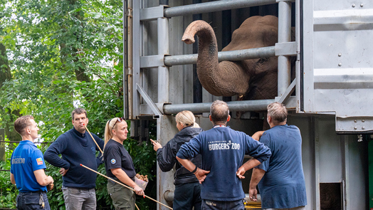 Burgers' Zoo receives elephants from Belfast