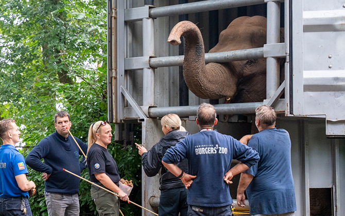 Burgers' Zoo receives elephants from Belfast