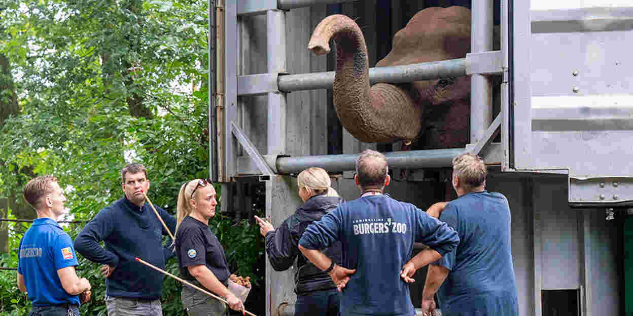 Burgers' Zoo receives elephants from Belfast