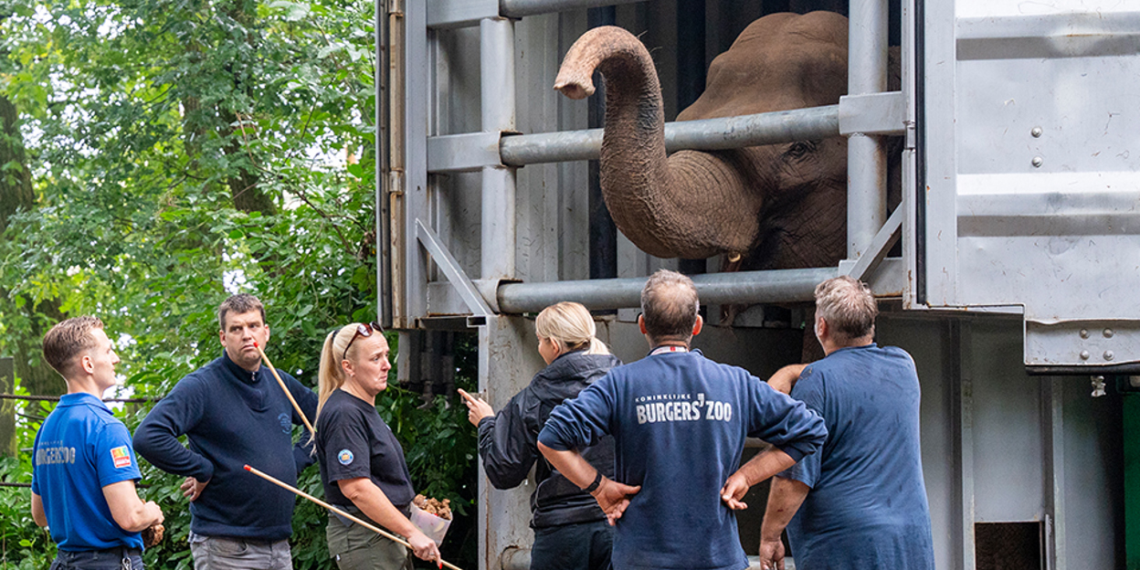 Burgers' Zoo receives elephants from Belfast