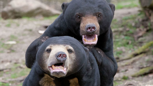 A rare sight at zoos: the sun bear