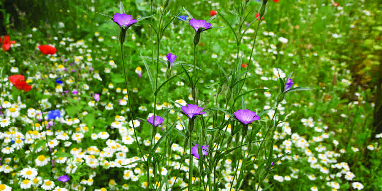 Biodiversity in Flower Meadows