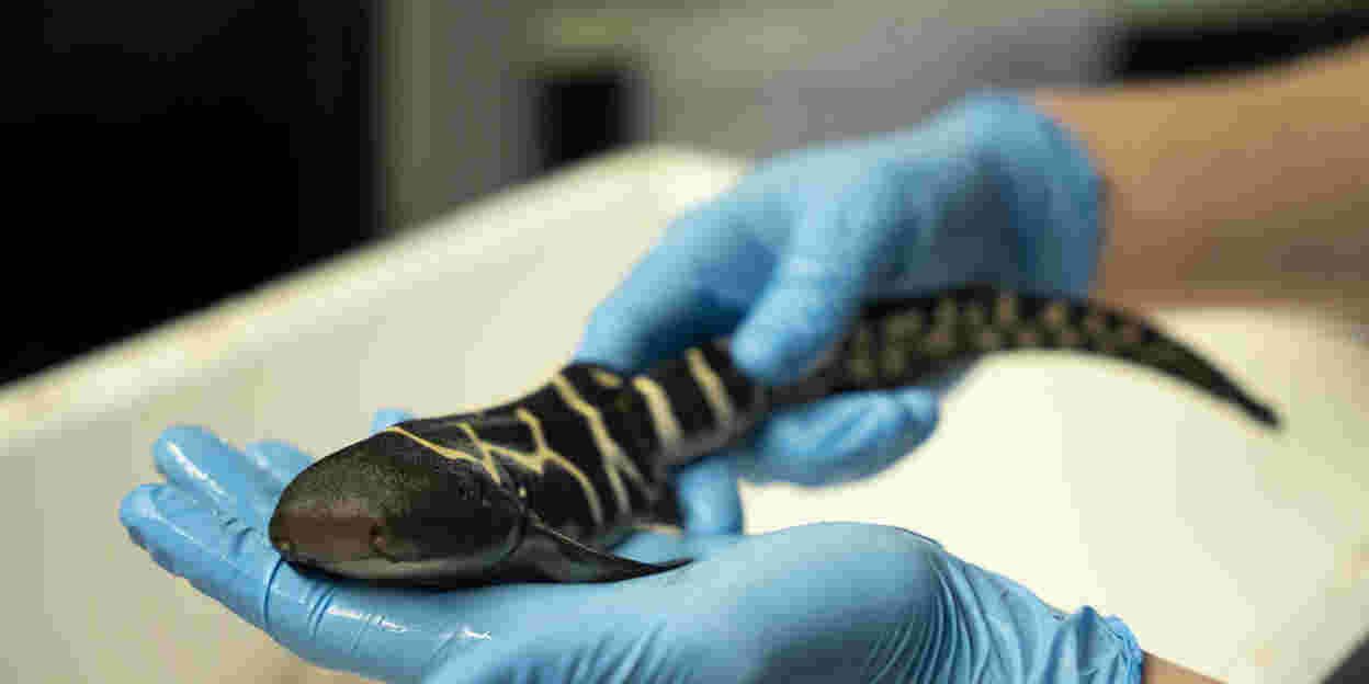 Male or no male: Zebra shark breeding successful