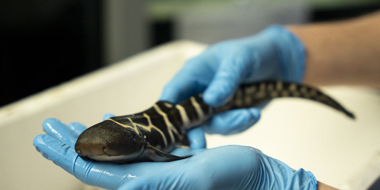 Male or no male: Zebra shark breeding successful