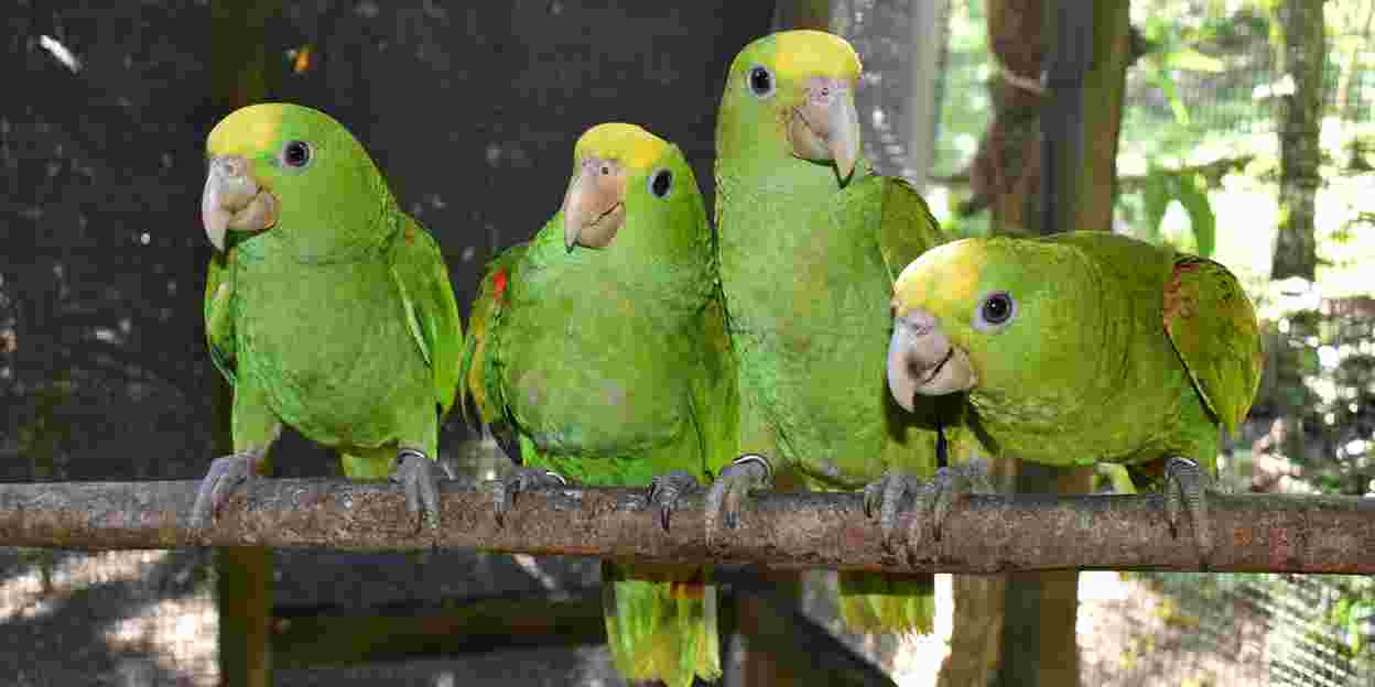 Nature conservation in Belize: hopeful work on bird rehabilitation centre