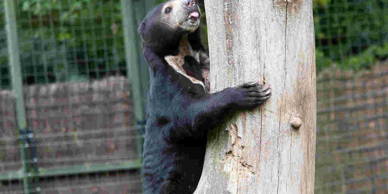 Scottish Boar stimulates Arnhem she-Bears