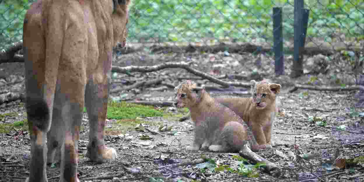Lion cubs immune to feline panleukopenia and cat flu