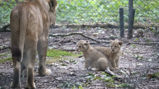 Hand-rearing lions