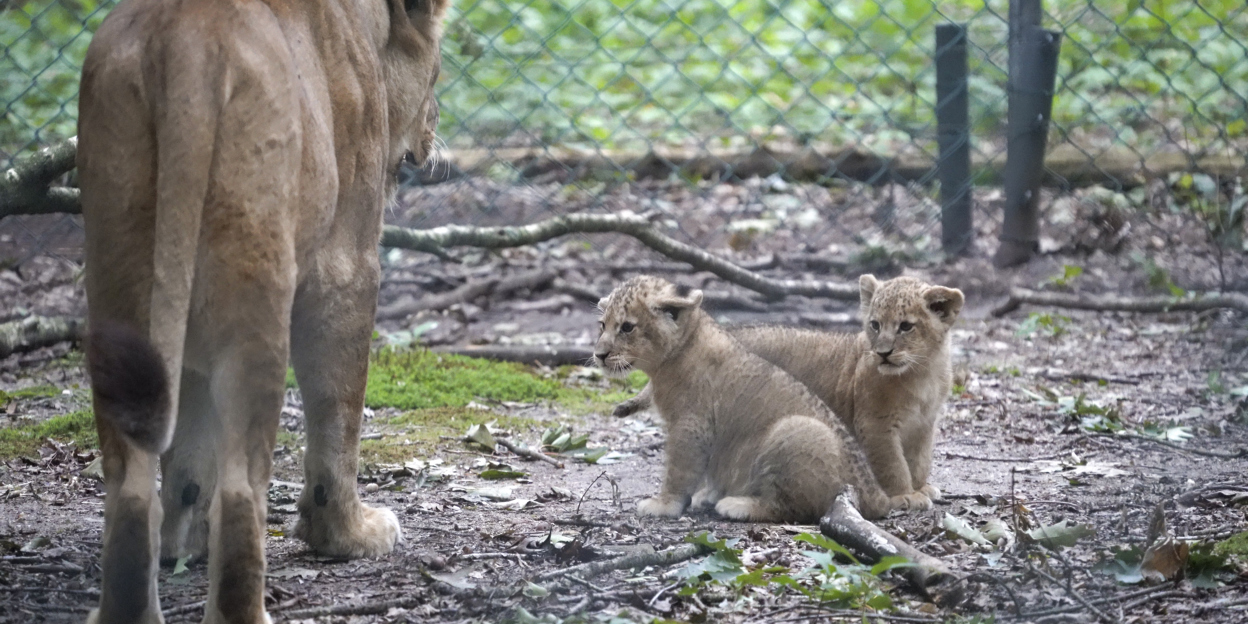 Hand-rearing lions