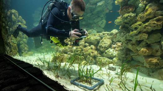 Burgers' Zoo developing world's largest seagrass aquarium