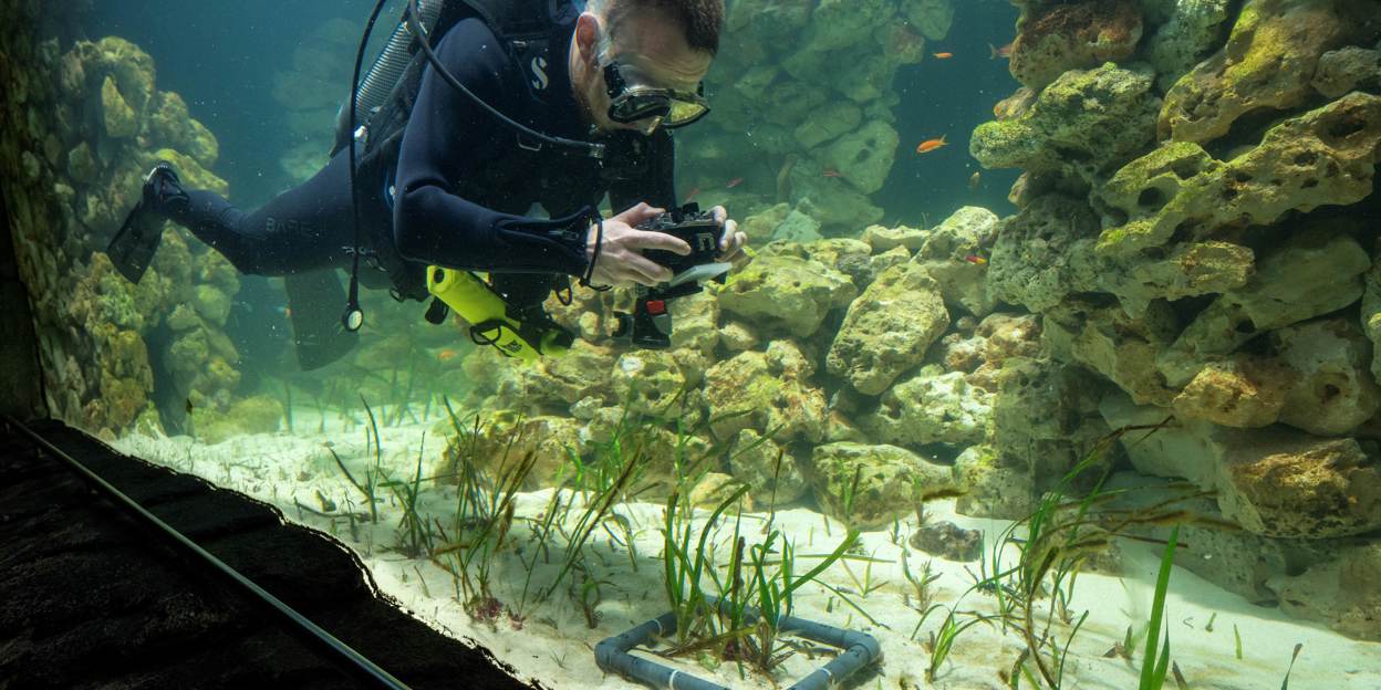 Burgers' Zoo developing world's largest seagrass aquarium