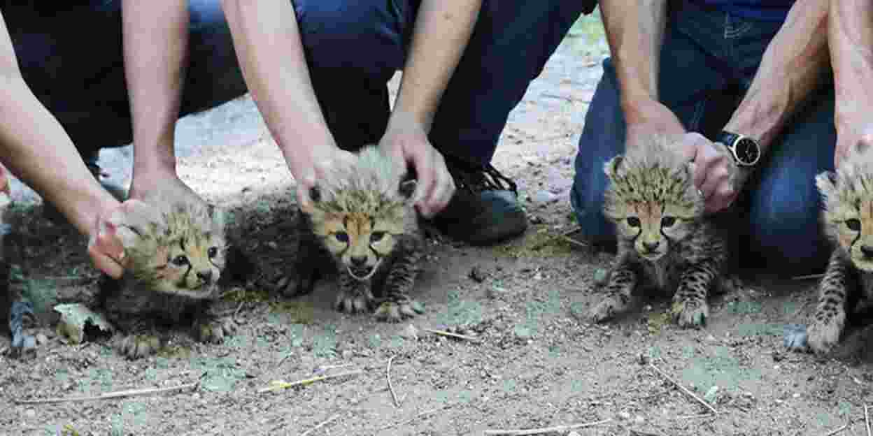 Vet chips, sexes and deworms rare litter of six young cheetahs