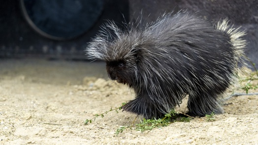 New species: Burrowers and tree climbers