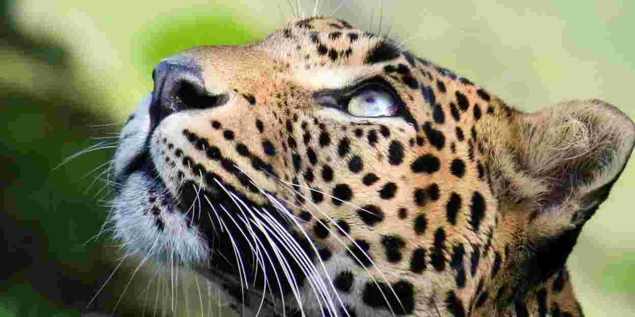 An important zoo population: the Sri Lankan leopard