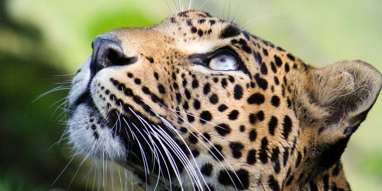 An important zoo population: the Sri Lankan leopard