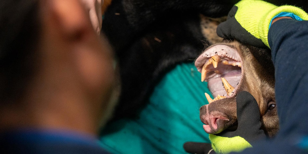 Burgers' Zoo bids farewell to bear